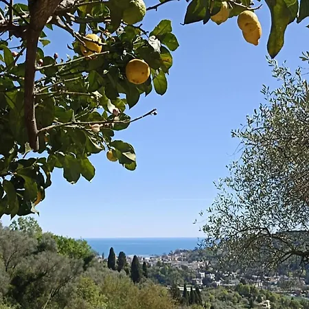 A Yurt Among Olive Trees And The Sea Rapallo