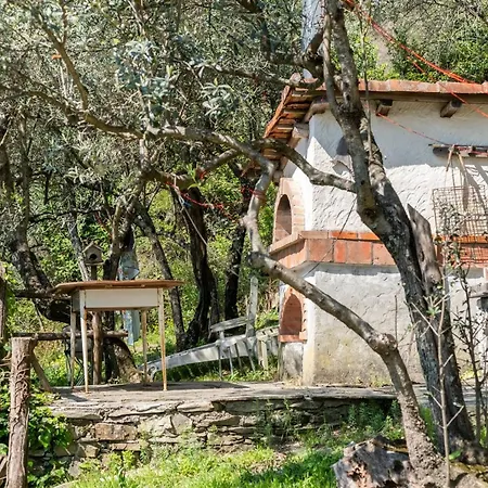 A Yurt Among Olive Trees And The Sea