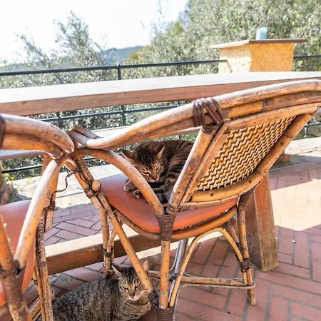 A Yurt Among Olive Trees And The Sea 3*