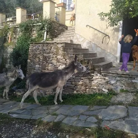 A Yurt Among Olive Trees And The Sea ゲストハウス 3*