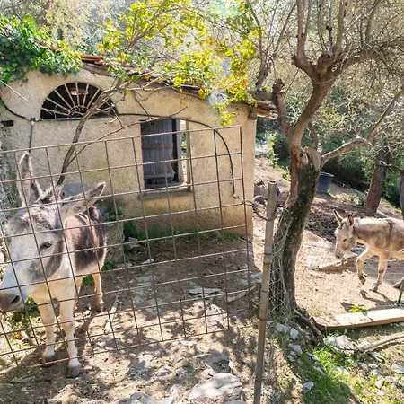 A Yurt Among Olive Trees And The Sea Guest house 3*