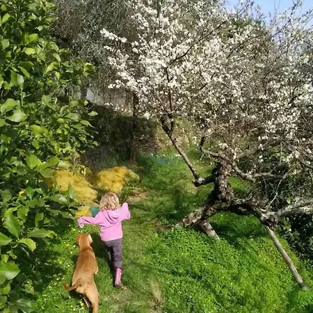 A Yurt Among Olive Trees And The Sea 3*