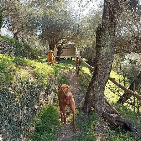 ゲストハウス A Yurt Among Olive Trees And The Sea ラッパロ